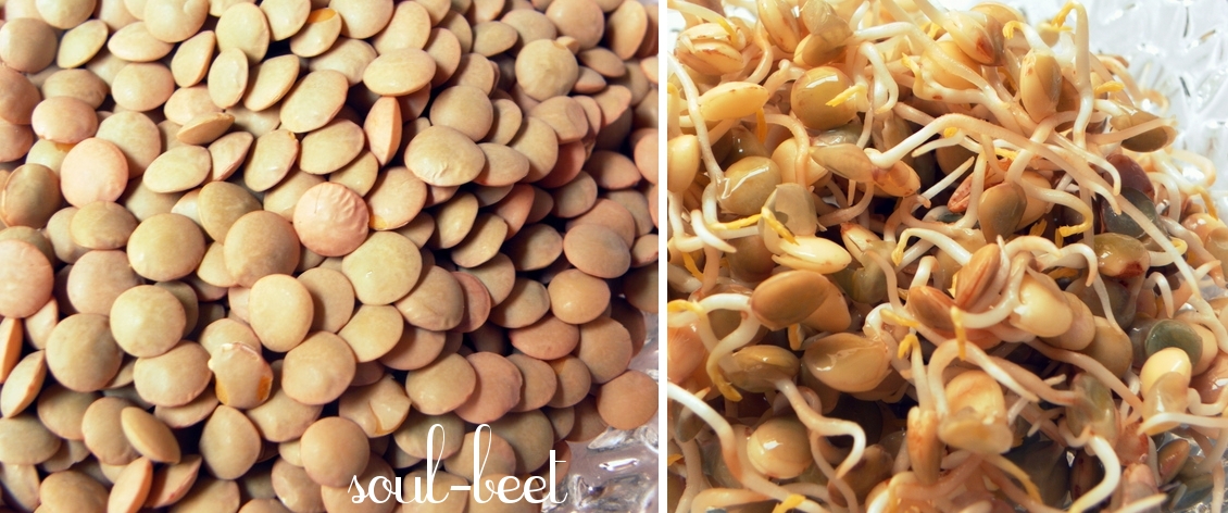 sprouted lentils